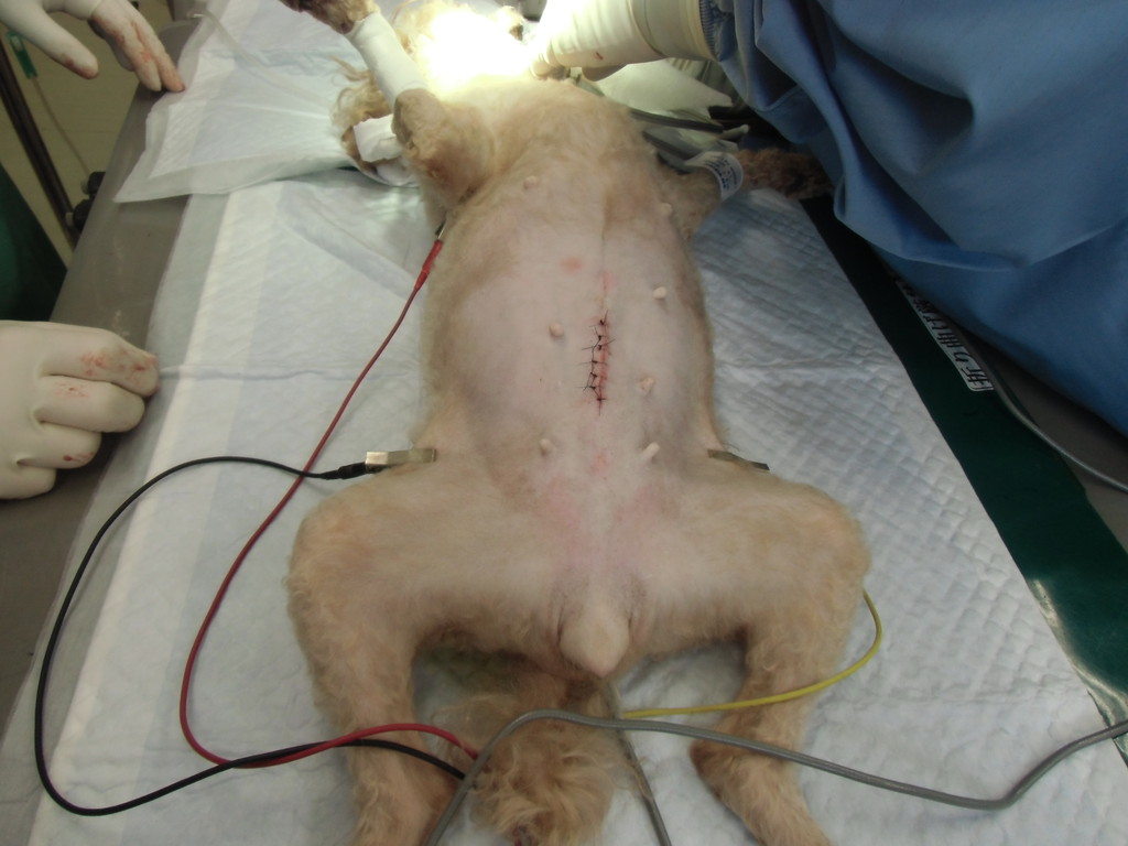 さくらの避妊手術 てらむら動物病院日記 さくらの避妊手術 てらむら動物病院日記