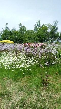 最上川ふるさと公園