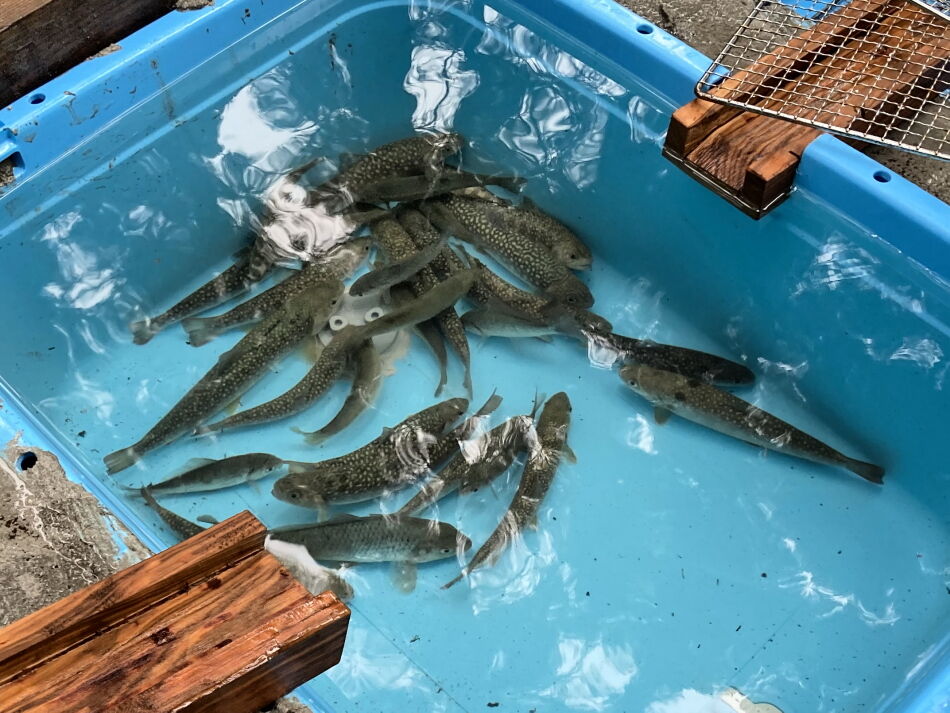 水を全部抜く大作戦 Teraのページ