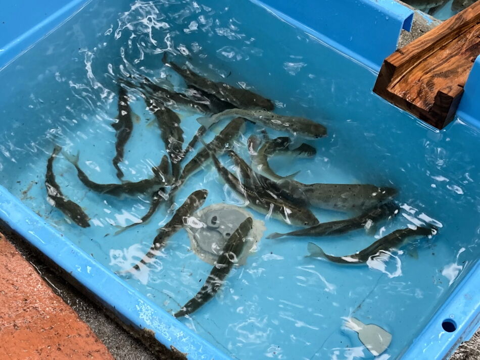 水を全部抜く大作戦 Teraのページ