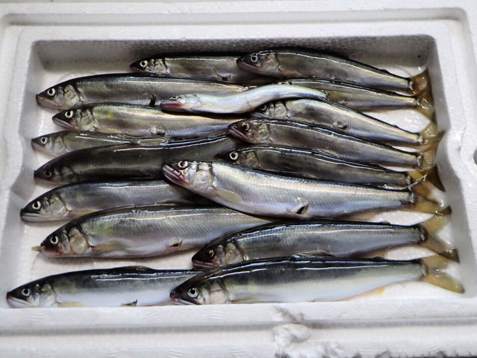 21年05月06日 Teraのページ