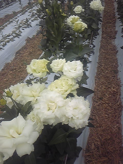 トルコ桔梗 花畑日記 フラワーガーデン寺尾