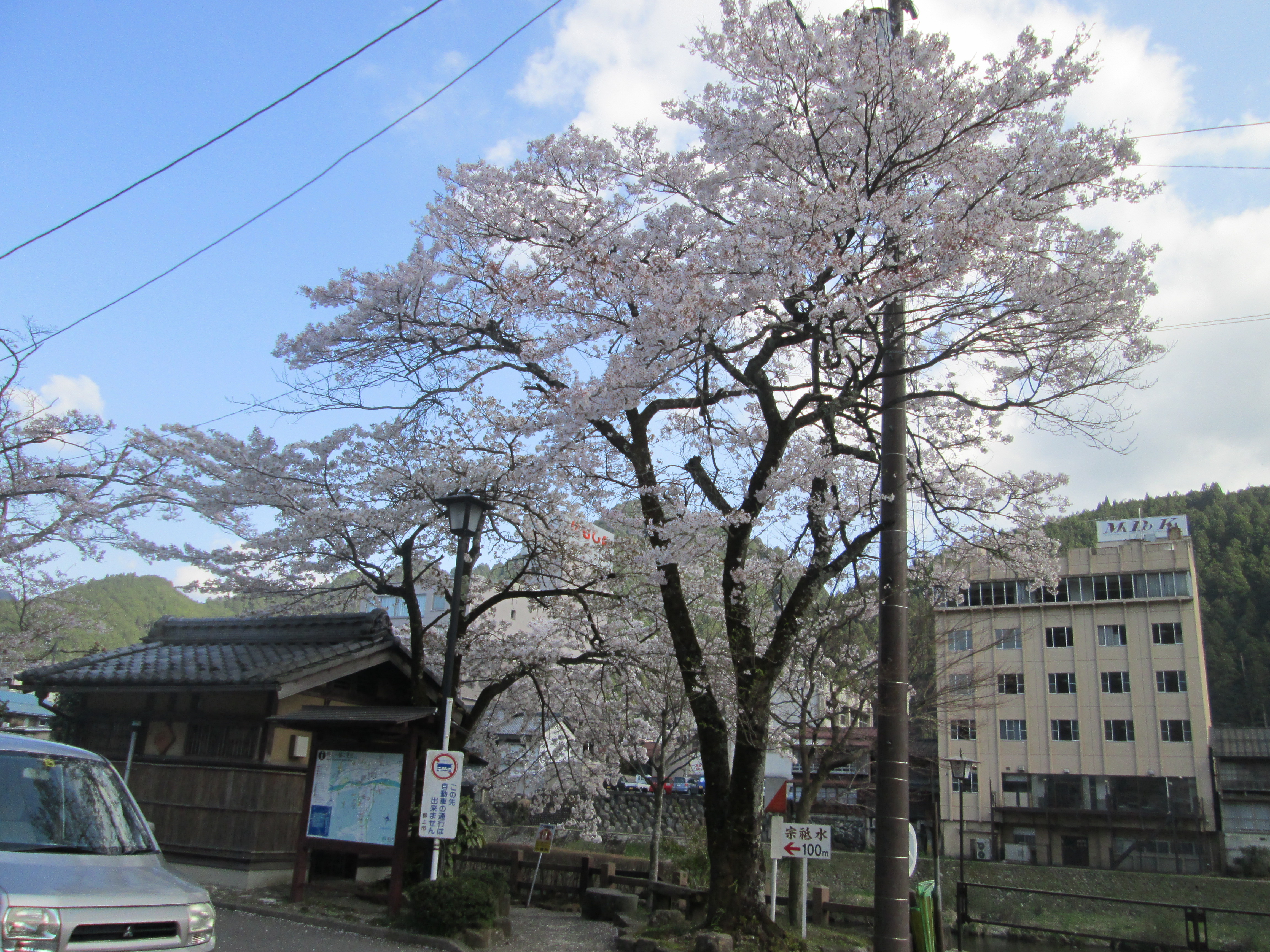 桜満開 春の郡上八幡を散策 てらさんの 新しい世界 桜満開 春の郡上八幡を散策 てらさんの 新しい世界