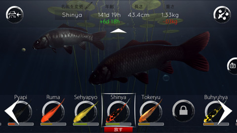 鯉を育てて眺める育成ゲーム My Koi が日本語対応 魚を見て癒されよう