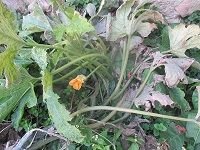 200へ400picズッキーニ花一輪→