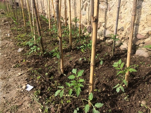 ６５０植トマト中ヒキ