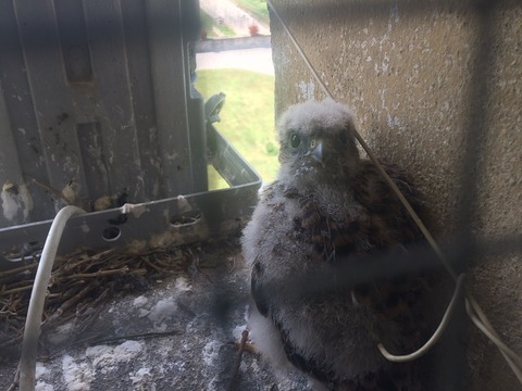 鷹赤ちゃん格子薄く込み800