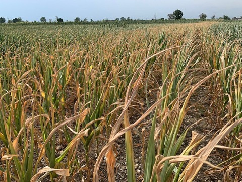 半枯れトウモロコシ