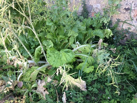 結実し枯れるサントー采800