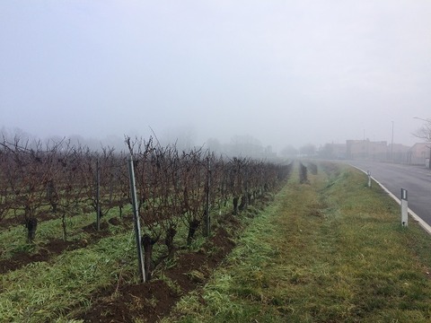 ６５０霧のぶどう園と道路