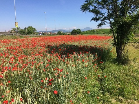 一面のケシ山背景右大木入り650