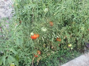 菜園トマトヒキ300pic