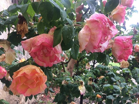 ピンク黄混ぜ構図良650