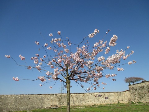 桜引き見上げ２０１６  800pic