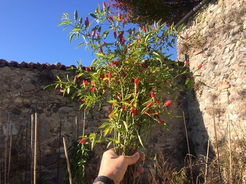 則手唐辛子空に掲げる800