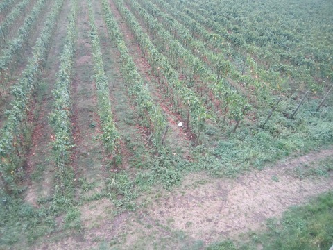 カテリーナ引き