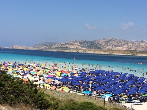 pelosaパラソルびっしり８００