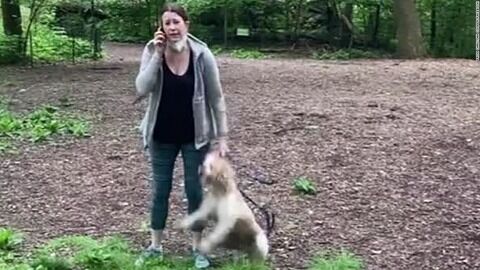 central-park-video-dog-video-african-american-trnd-screengrab