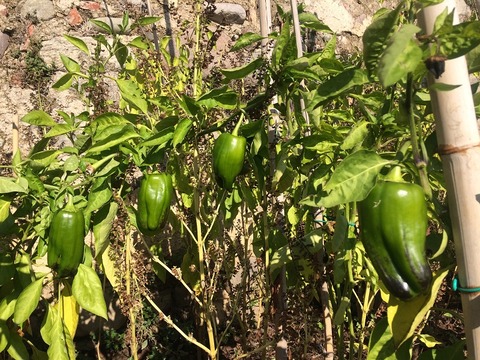 ピーマン4個列生り11月800