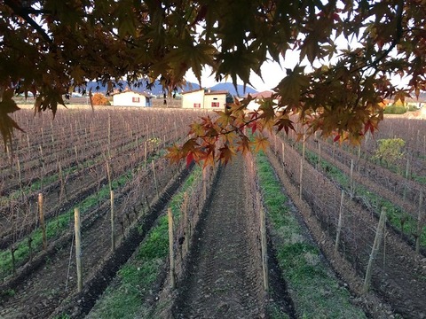 紅葉越しに隣家650