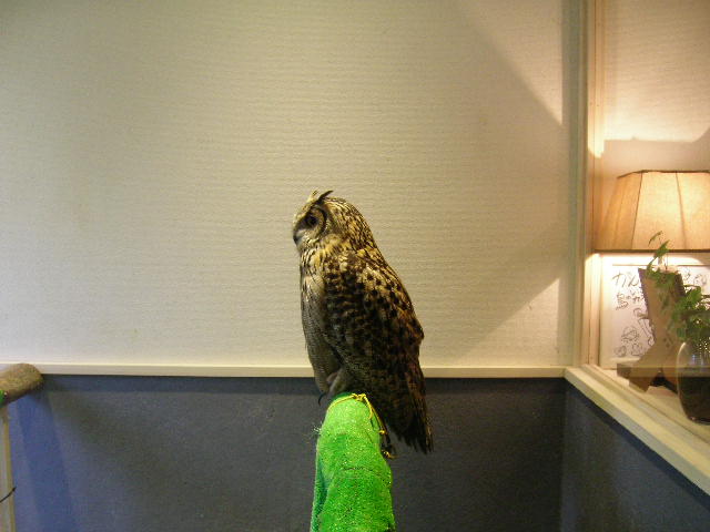 鳥のいるカフェ 木場 Nekoranち