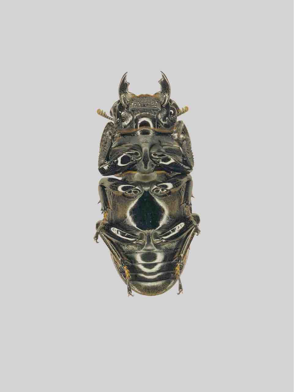 ダイオウヒラタ　♂84㎜、♀46㎜、♀46㎜　計3頭　WF1 ダイオウヒラタ(東)飼育記～WF1～ : 黒虫農場