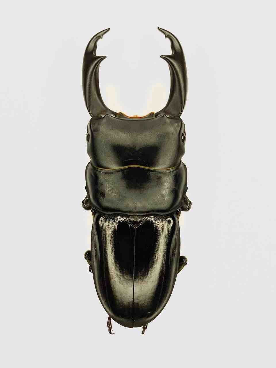 パリーオオクワガタ(astridae)飼育記～WF1～ : 黒虫農場