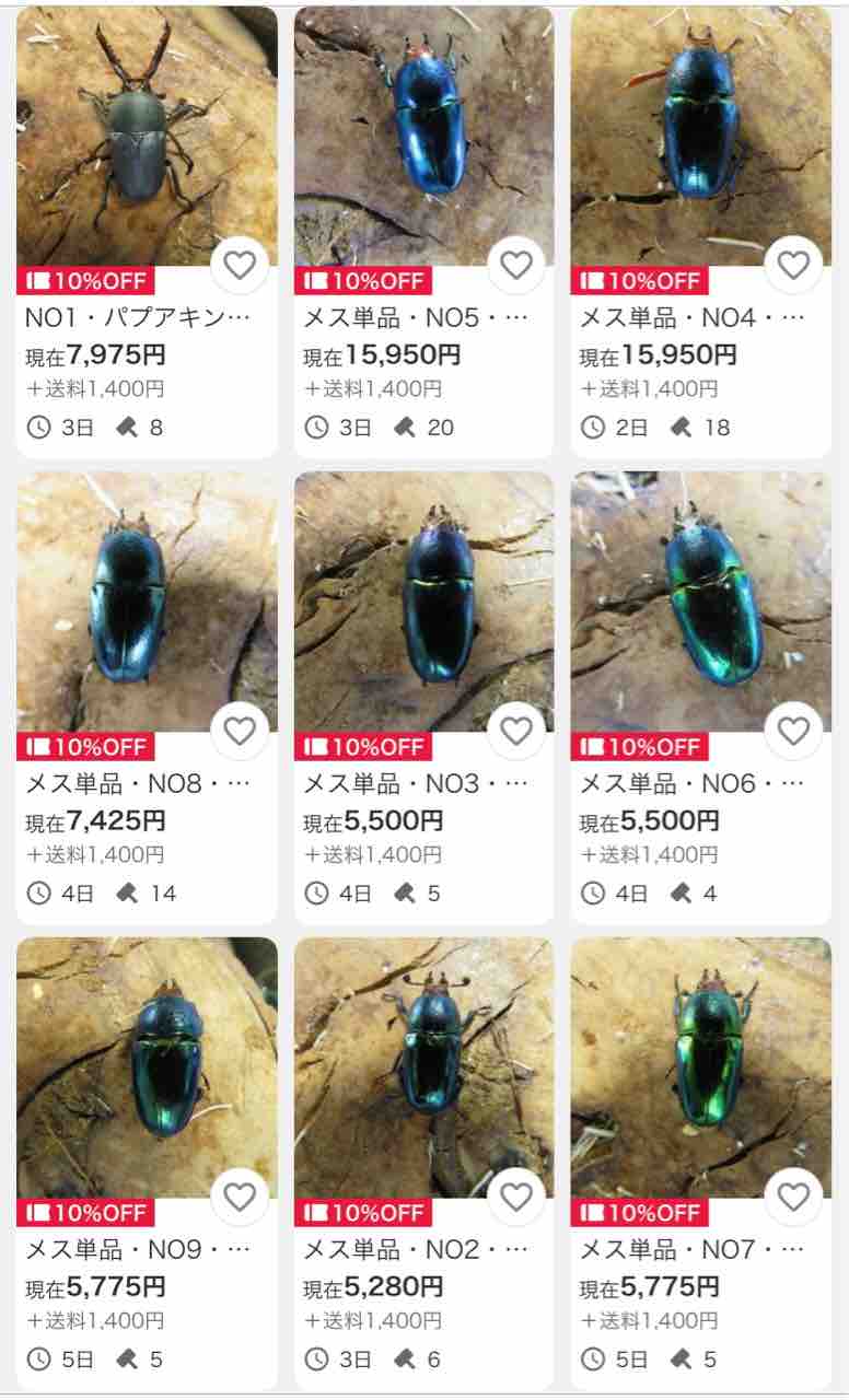 パプアキンイロクワガタ(ARFAK)飼育記 : 黒虫農場 パプアキンイロクワガタ(ARFAK)飼育記 : 黒虫農場