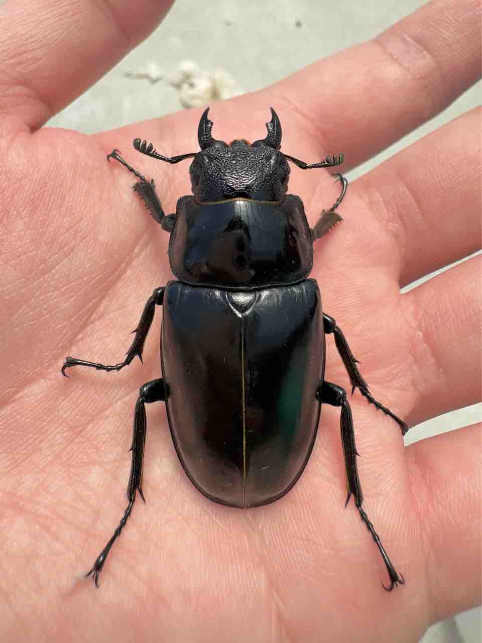 ギラファノコギリクワガタ(フローレス島)飼育記 : 黒虫農場