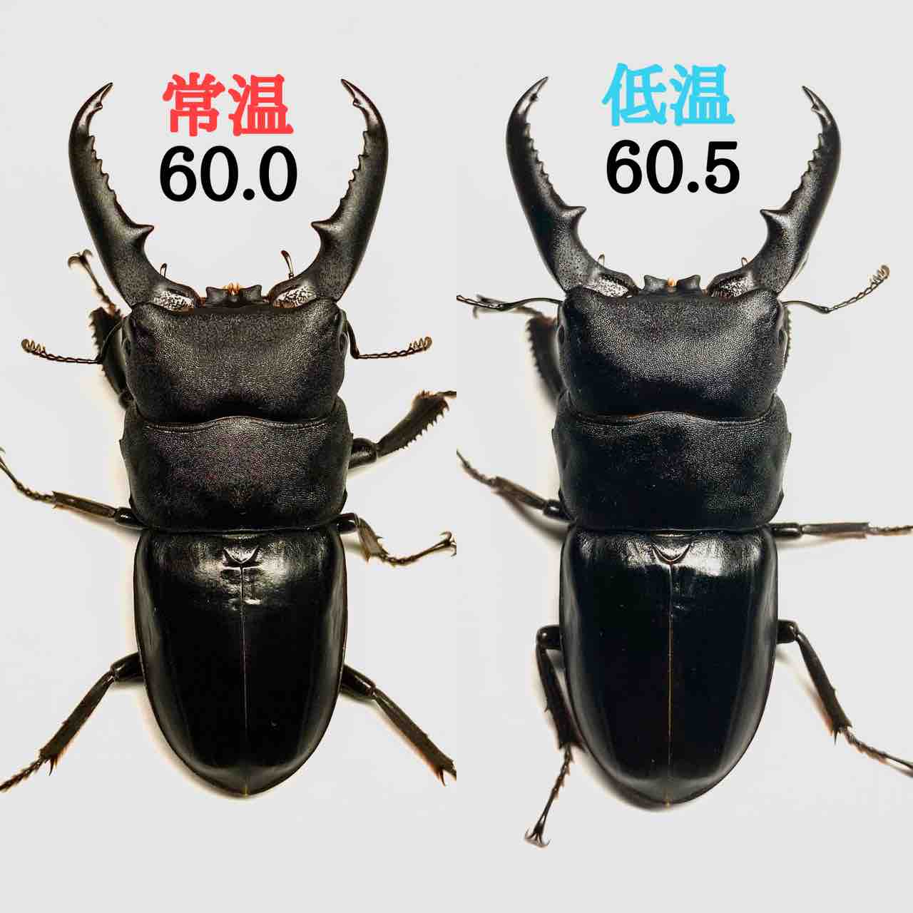 ヒラタクワガタ(愛知県)飼育記① : 黒虫農場 ヒラタクワガタ(愛知県)飼育記① : 黒虫農場