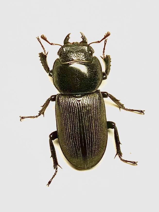 スジクワガタ(愛知県)飼育記① : 黒虫農場