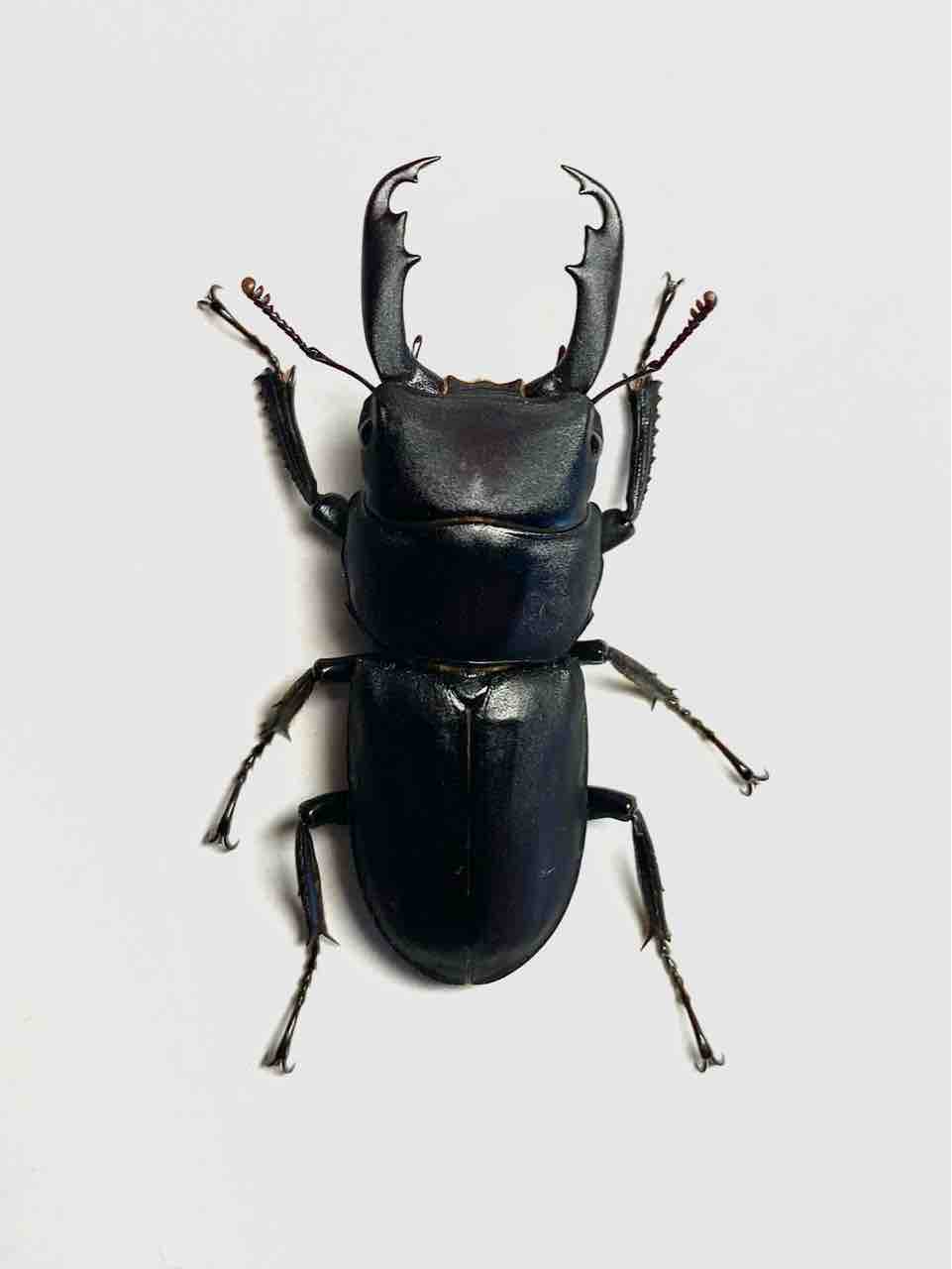 スジクワガタ(愛知県)飼育記① : 黒虫農場