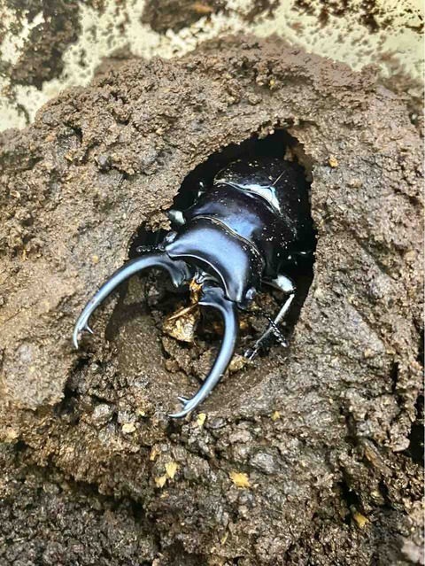 ダールマンツヤクワガタ(celebensis・C,Sulawesi)飼育記 : 黒虫農場