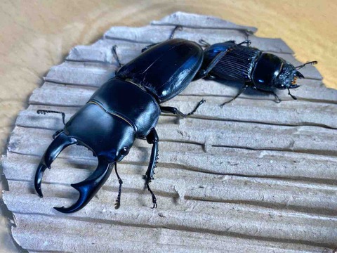 ムシキング パリーオオクワガタセット - メルカリ