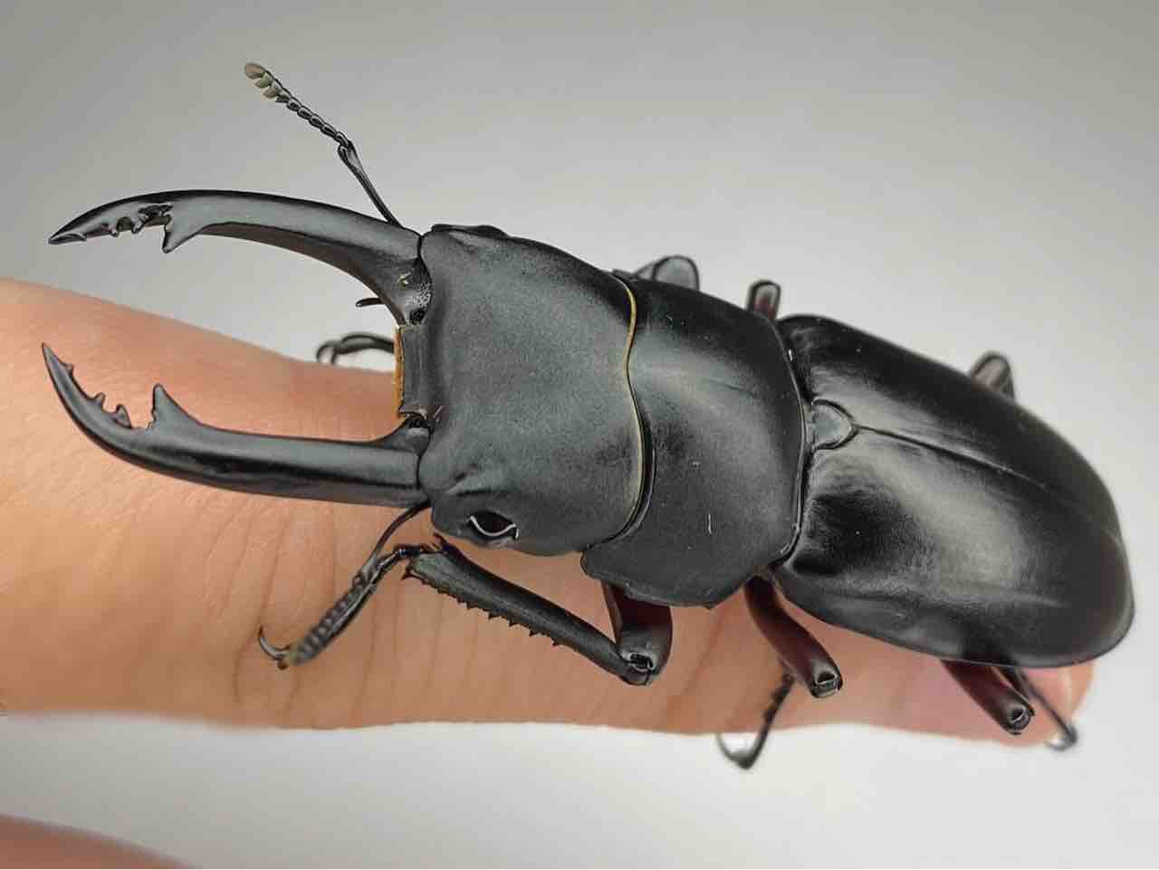 アカアシクワガタ飼育記 : 黒虫農場