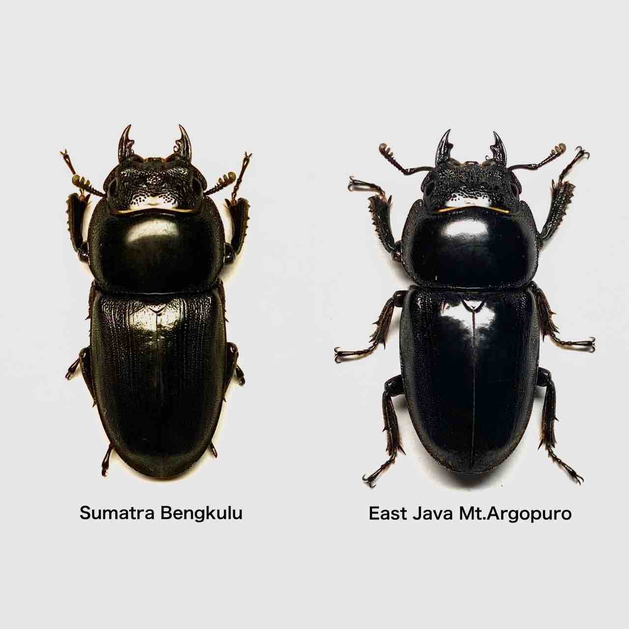 ヒラタD❗️ 電動アシスト自転車 ビビ・DX ViVi・DX アースブラウン BE-FD433 [24