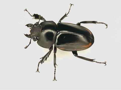 スティーブンスツヤクワガタ(原名亜種)飼育記 : 黒虫農場