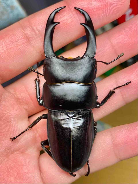 パリーオオクワガタ(volscens)飼育記① : 黒虫農場