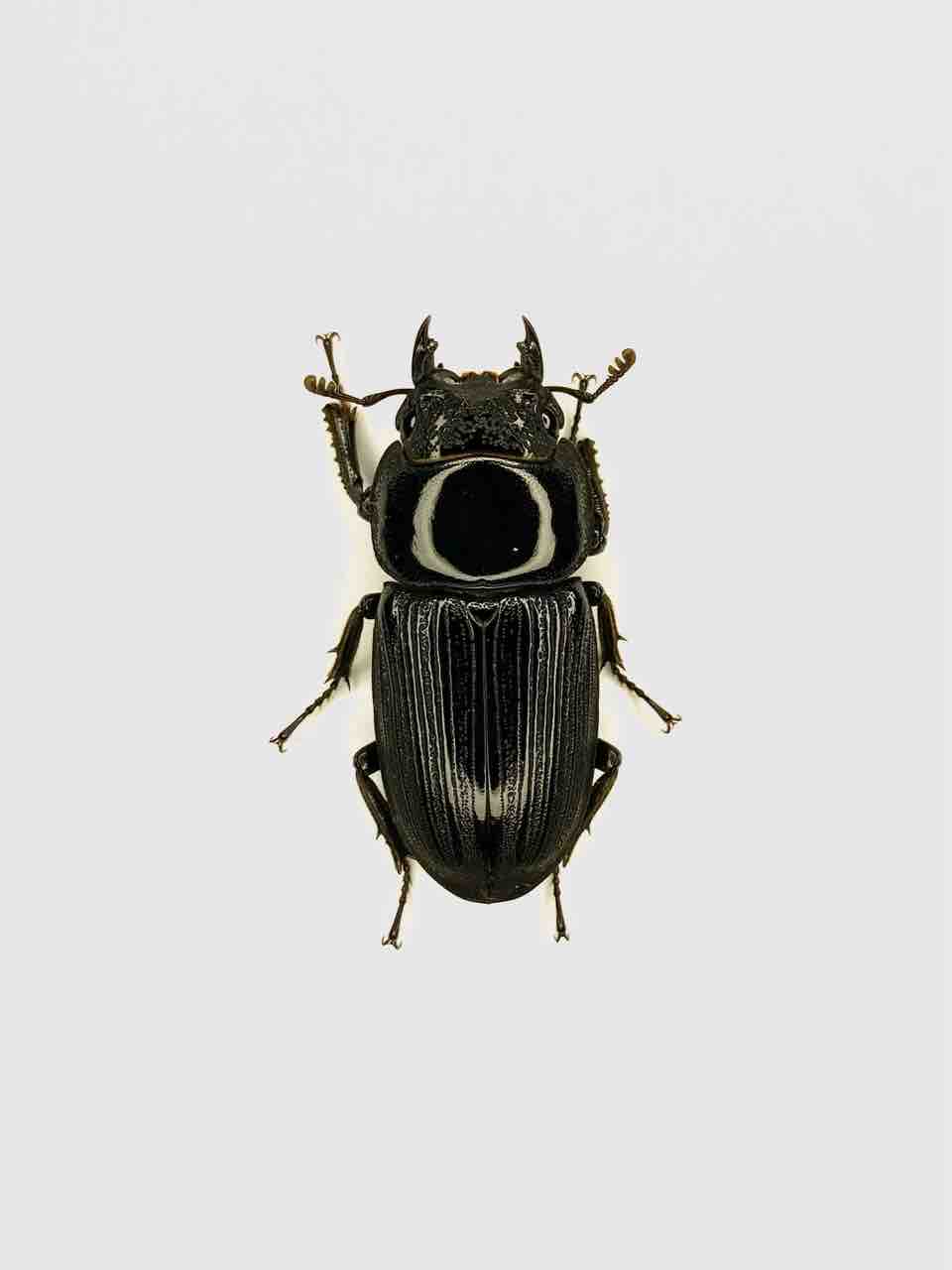パリーオオクワガタ(astridae)飼育記～WF1～ : 黒虫農場