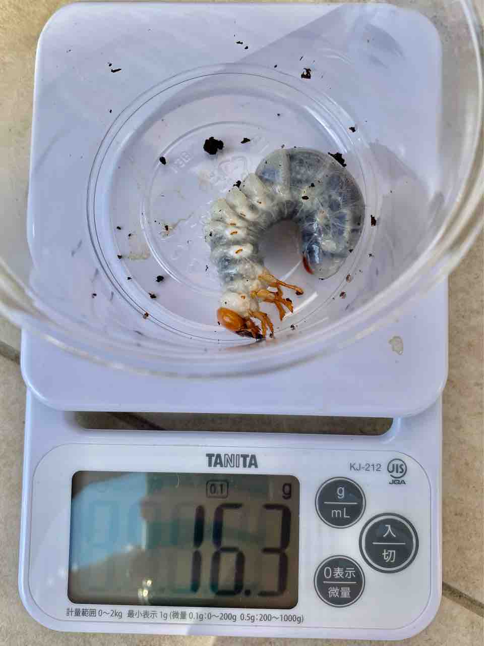 スティーブンスツヤクワガタ(原名亜種)飼育記 : 黒虫農場