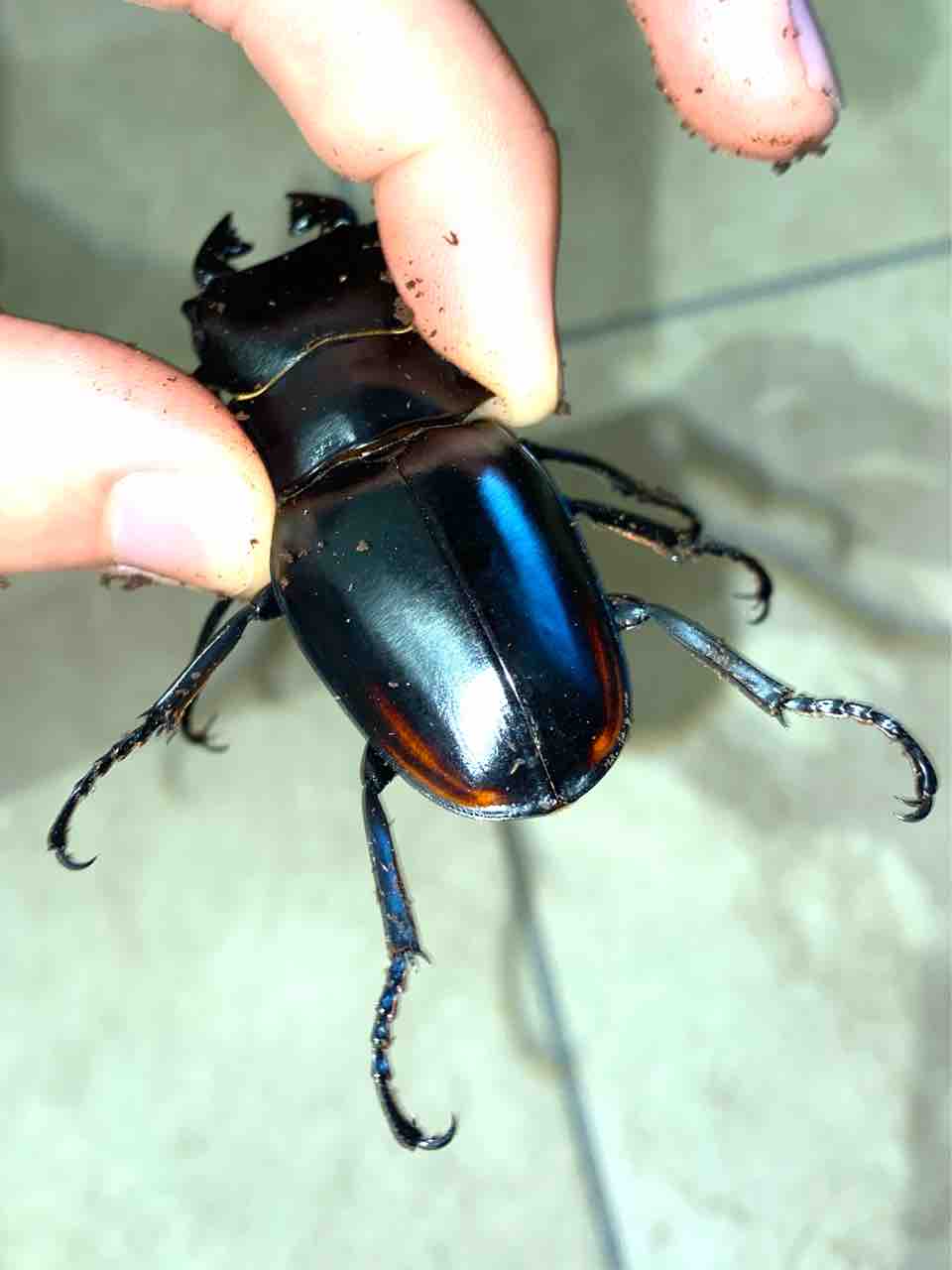 スティーブンスツヤクワガタ(原名亜種)飼育記 : 黒虫農場