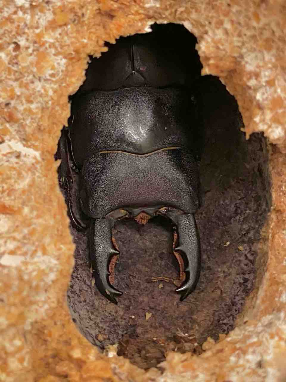 タウルスヒラタ(原名亜種-スマトラ)飼育記～WF1～ : 黒虫農場