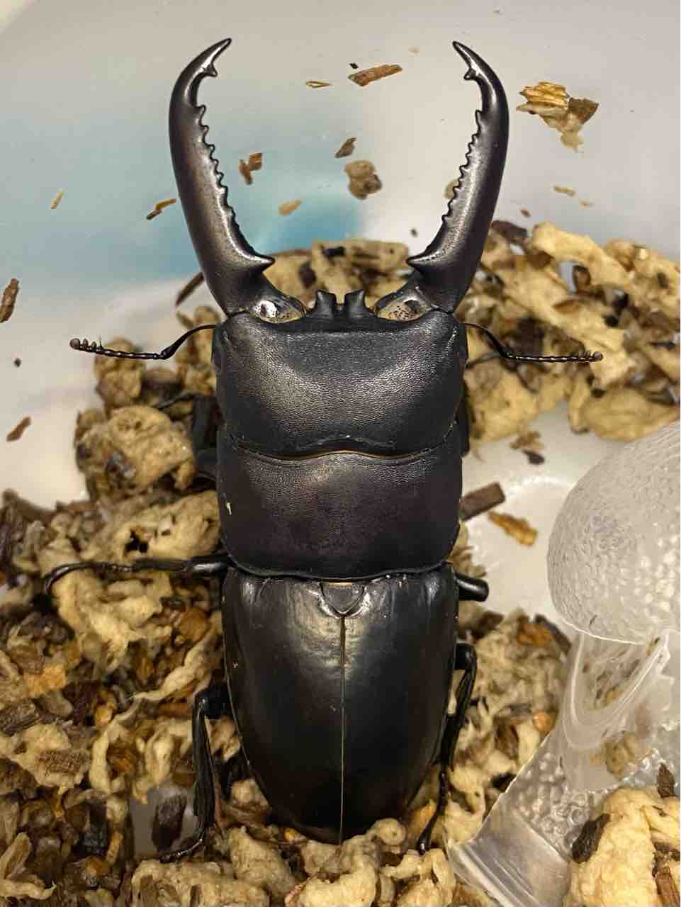 ヒラタクワガタ ツシマヒラタクワガタ飼育記 : 黒虫農場