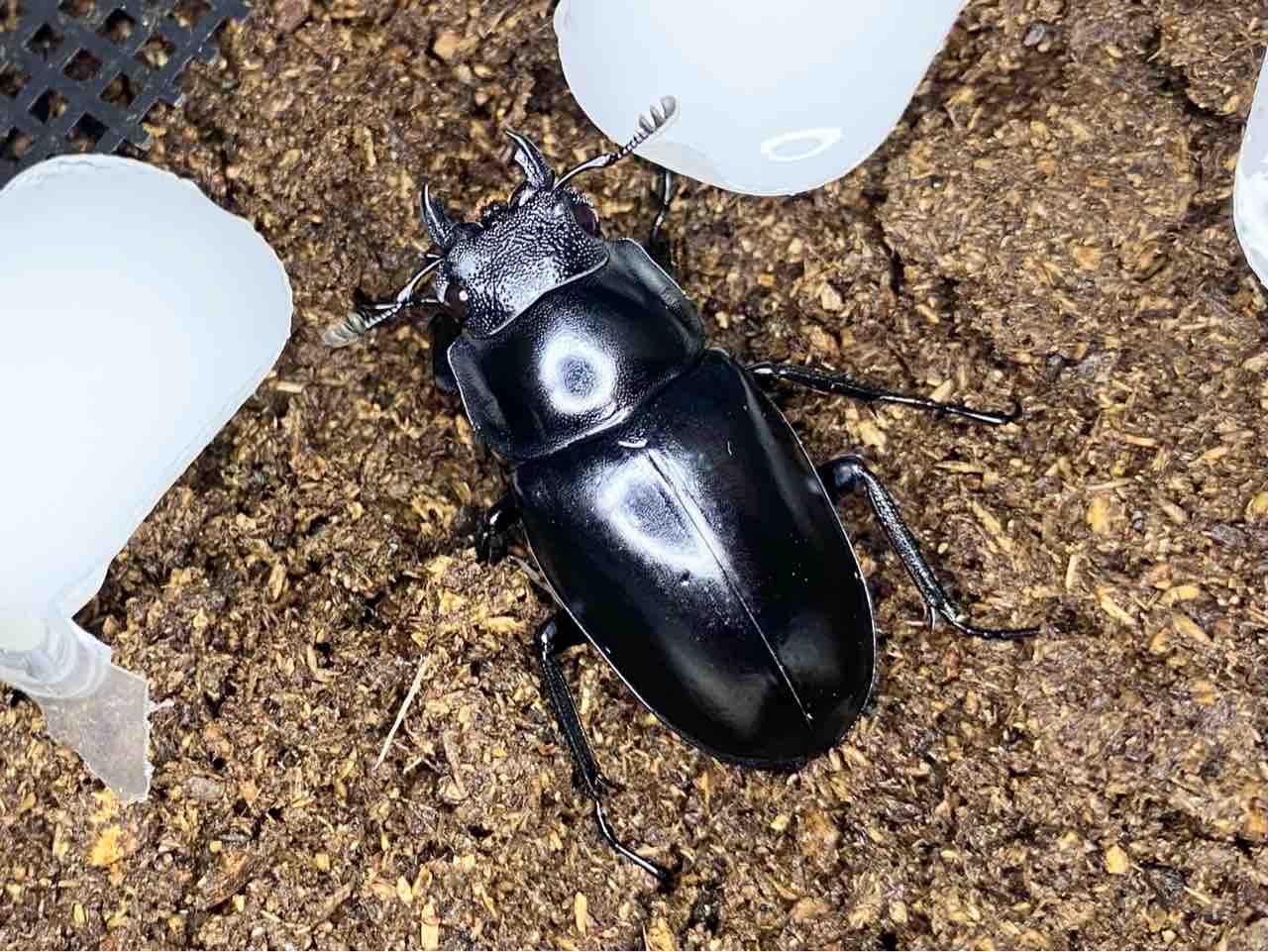 ギラファノコギリクワガタ(フローレス島)飼育記 : 黒虫農場