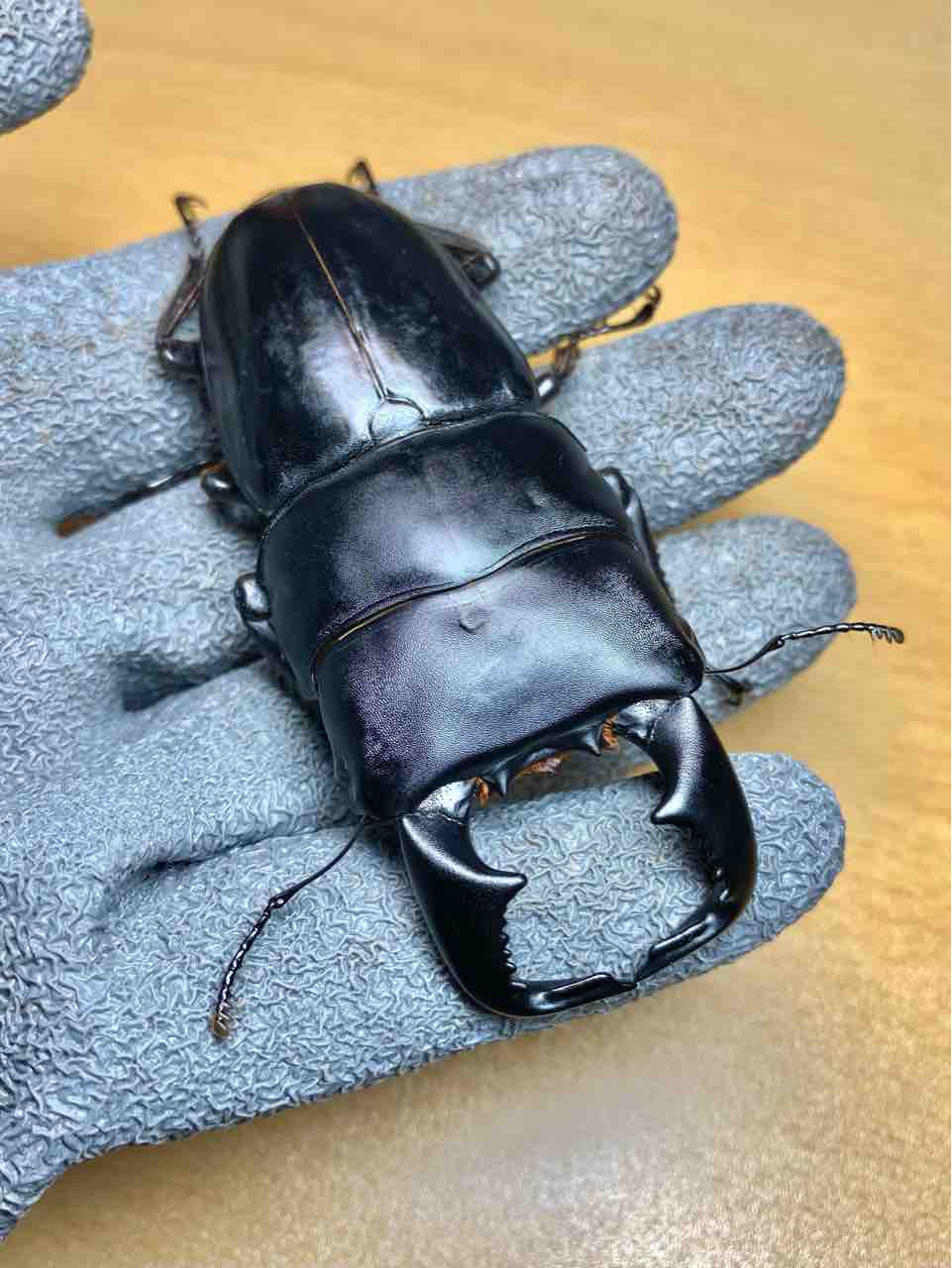 ダイオウヒラタクワガタ　WF１　トリオ ダイオウヒラタクワガタ WF1 飼育記 - きれいで簡単にふえるやつがすき
