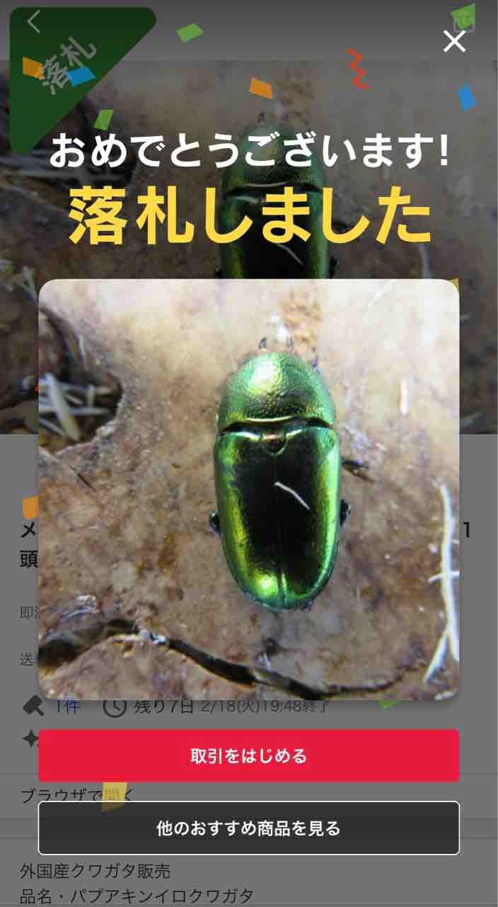 パプアキンイロクワガタ(ARFAK)飼育記 : 黒虫農場