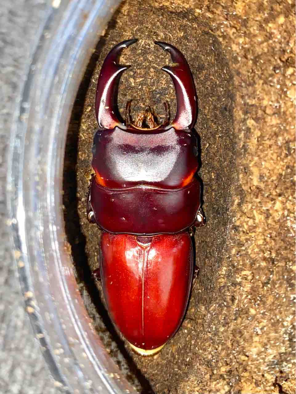 パリーオオクワガタ(astridae)飼育記～WF1～ : 黒虫農場