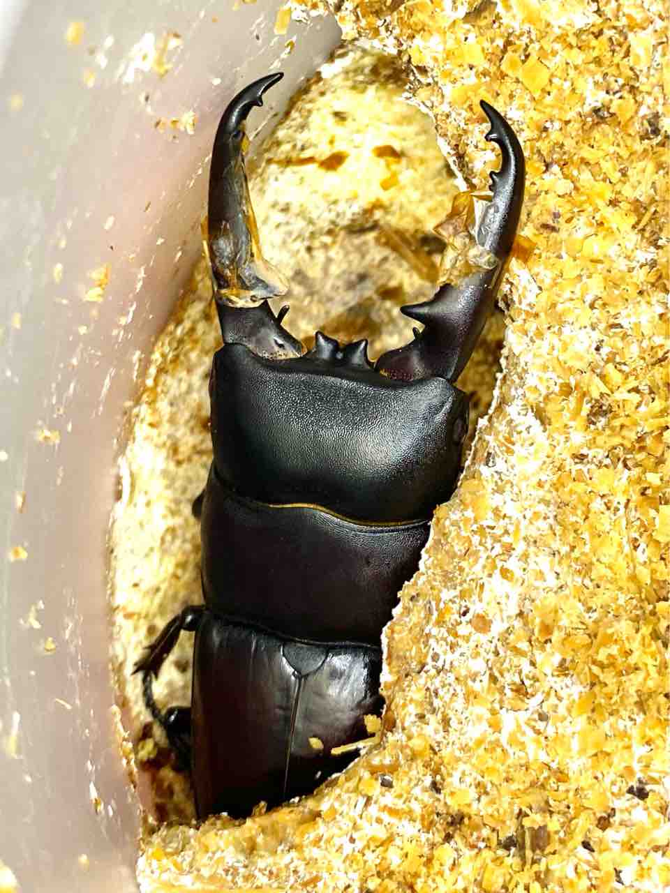 スチーブンスツヤクワガタ 標本 スティーブンスツヤクワガタ◇標本◇79.5mm◇西スラウェシ◇インドネシア