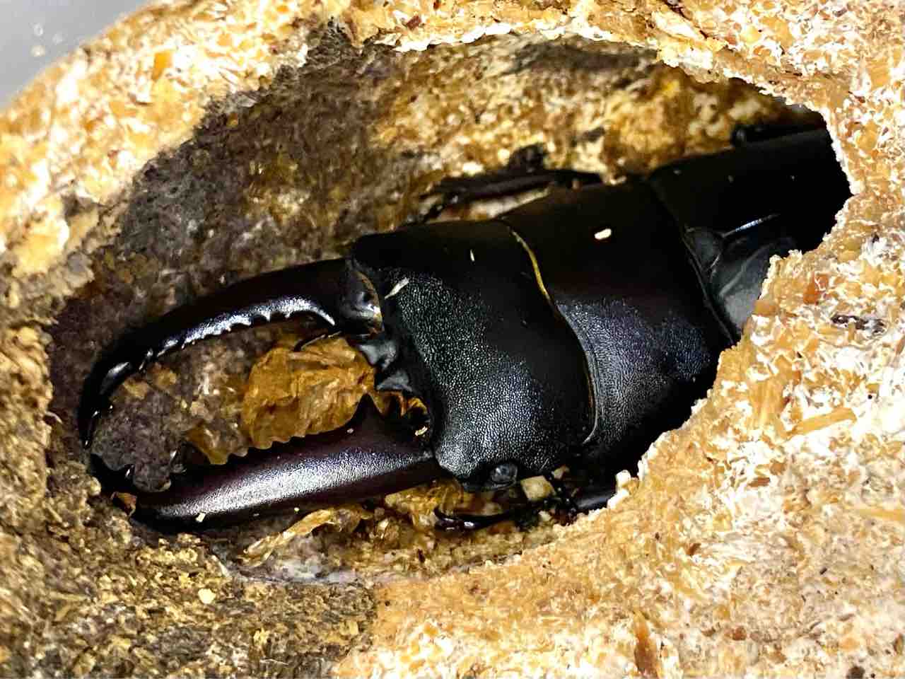 ツシマヒラタクワガタ飼育記 : 黒虫農場