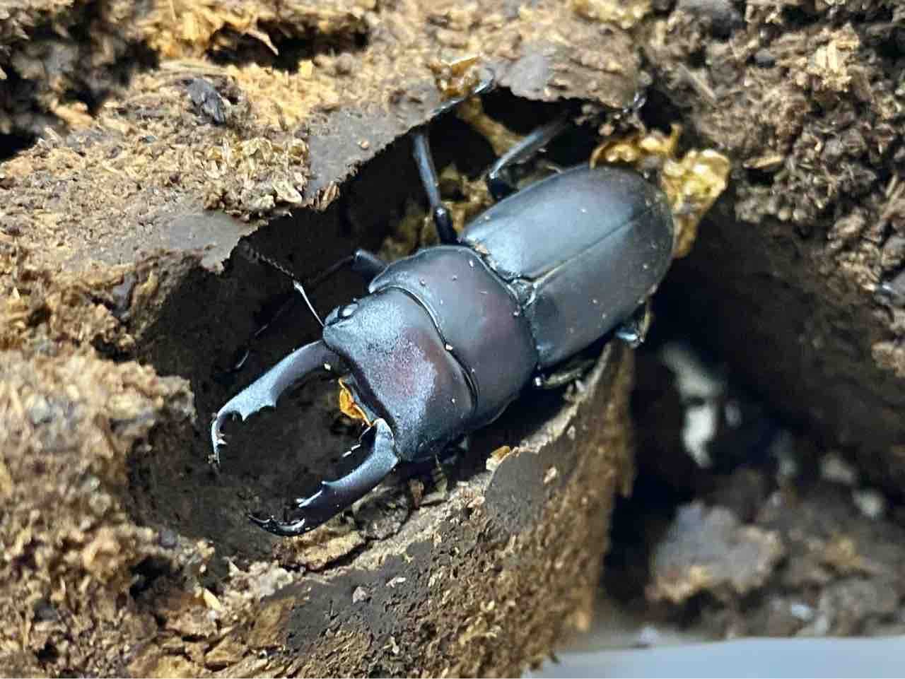 スジクワガタ(愛知県)飼育記① : 黒虫農場